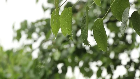 Tree branch in the rain Stock Footage 75987054