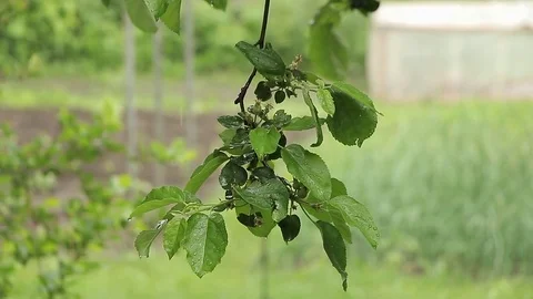 Tree branch in the rain Stock Footage 75987305
