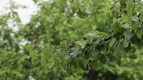 Tree branch in the rain Stock Footage 75987326