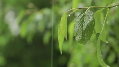 Tree branch in the rain Stock Footage 75987453
