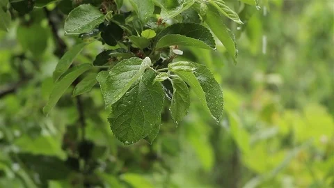 Tree branch in the rain Stock Footage 75987480