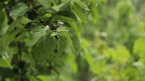 Tree branch in the rain Stock Footage 75987530