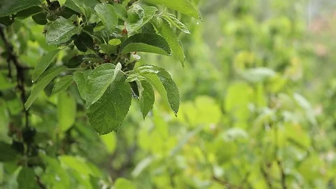 Tree branch in the rain Stock Footage 75987579