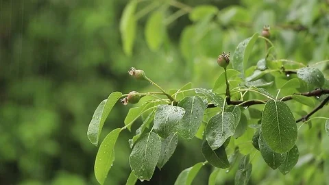 Tree branch in the rain Stock Footage 75987632