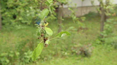 Tree branch in the rain Stock Footage 76019628