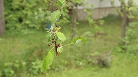 Tree branch in the rain Stock Footage 76019727