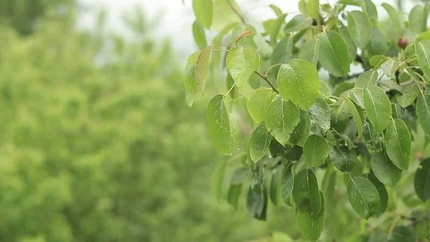 Tree branch in the rain Stock Footage 76019805