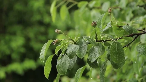 Tree branch in the rain Stock Footage 76019830