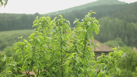 Tree branch in the rain Stock Footage 76019918