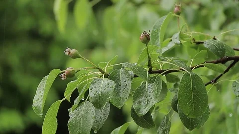 Tree branch in the rain Stock Footage 76020090