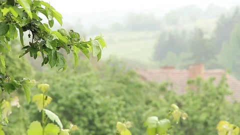Tree branch in the rain Stock Footage 76020173
