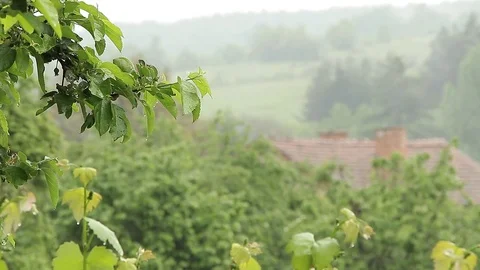 Tree branch in the rain Stock Footage 76020194