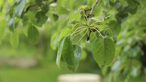 Tree branch in the rain Stock Footage 76020233