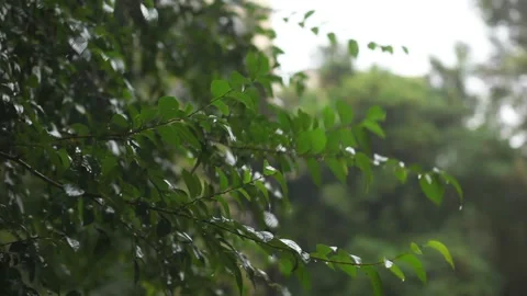 A tree branch in the rain shooting with a slow motion camera. Stock Footage 160916952