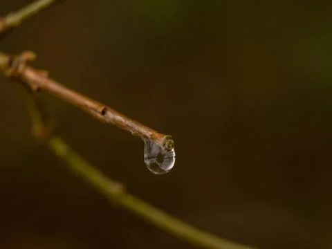 Tree branch with a raindrop and reflection Foto stock