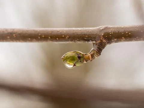 Tree branch with a raindrop and reflection Stock-Fotos