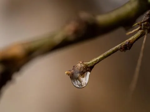 Tree branch with a raindrop and reflection Stock Photos