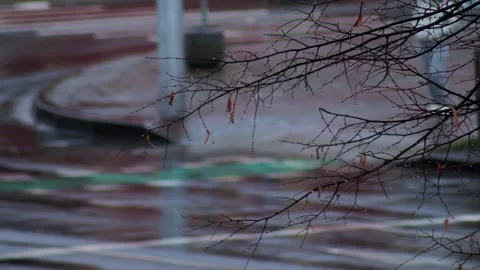 Tree branch with raindrops in autumn in cloudy weather against the background of Stock Footage 277208445