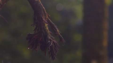 Tree branch with raindrops in forest, dark and moody atmosphere. Stock Footage 289128336