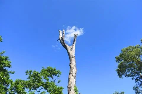 Tree Branch Reaching For Cloud Stock Photos