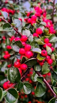 Tree branch with red berries Stock Photos