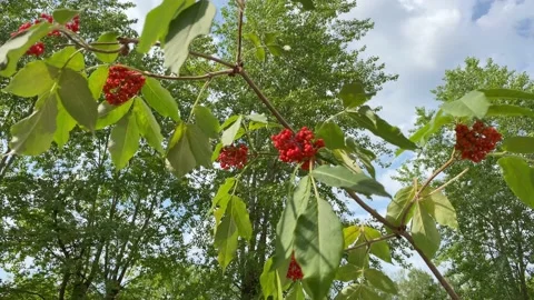 Tree branch with red berries, plant named cotoneaster salicifolius Stock Footage 157308100