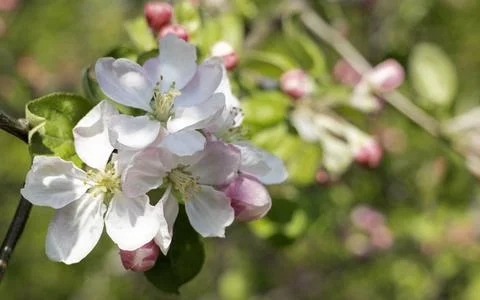 A tree branch with red buds and blooming flowers reflected in the spring sun Stock Photos