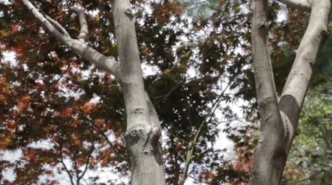 Tree Branch with red leaves Video stock 37720157