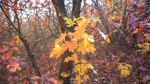 Tree branch with red leaves in a sunlight Stock Footage 118702762