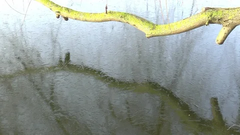 Tree Branch Reflection Ice Covered Lake Stock Footage 102177841