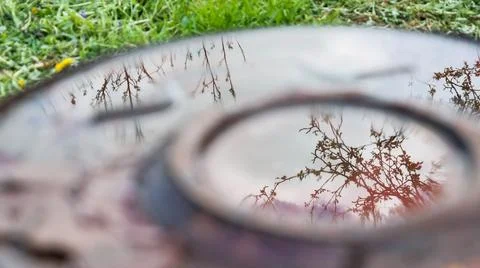 Tree Branch Reflections in Rain Puddle Stock Photos