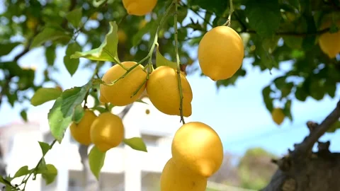 A tree branch with ripe lemons Video stock 303433531