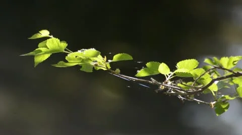 Tree Branch by the River 스톡 동영상 21231336