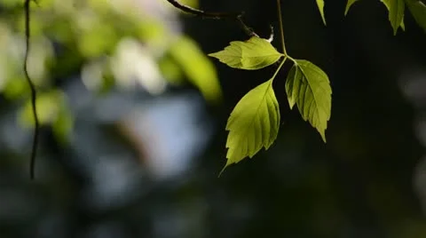 Tree Branch by the River 스톡 동영상 21231353