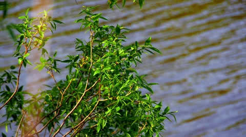 Tree branch by river Video stock 24003701