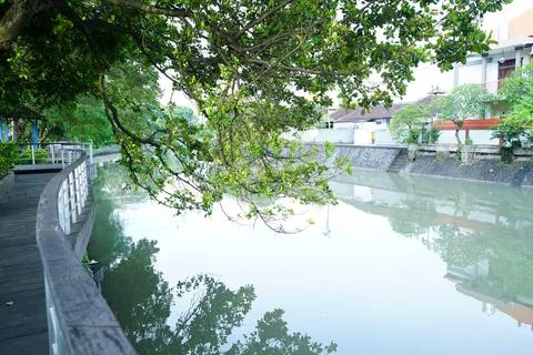 Tree branch by the river Stock Photos
