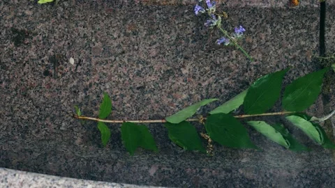 A tree branch that sails in the water Stock Footage 247463584