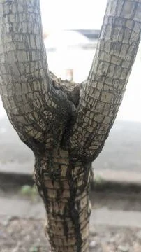 Tree branch seen close up Stock Photos