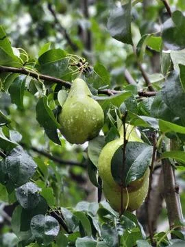 Tree branch with several green pears Stock Photos