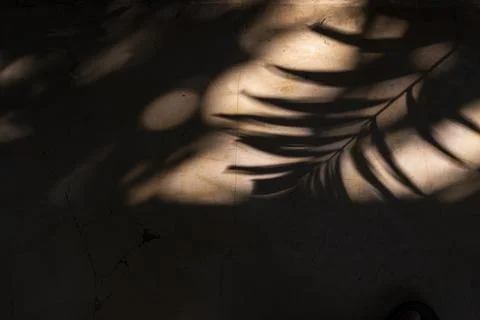 Tree branch shadow on a grunge wall Stock Photos
