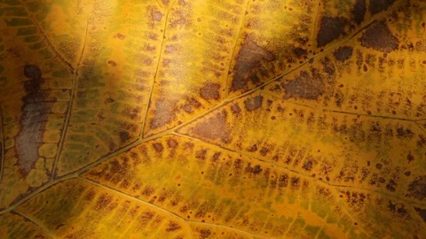 Tree branch shadow moving over a big yellow leaf close-up Stock Footage 127557253