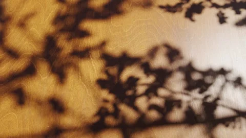 Tree branch shadow moving on wooden surface Stock Footage 344033175