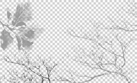 Tree branch shadow overlay for creative graphic design and photography . Ilustração Stock