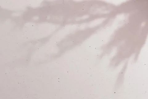 Tree branch shadow on wall background photo Stock Photos