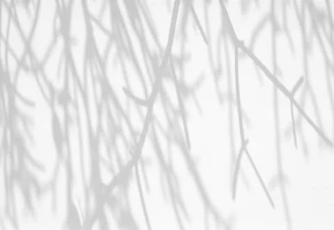 Tree branch shadow on white concrete wall background Stock Photos