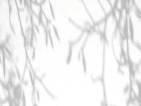 Tree branch shadow on white concrete wall background Stock Photos