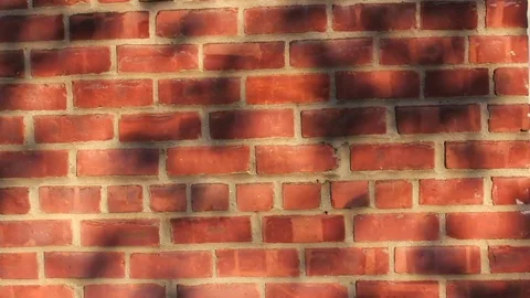 Tree Branch Shadows Via Autumn Light Stock-Footage 70149761