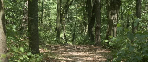 Tree branch shadows on forest path 4K anamorphic video Stock Footage 317162296