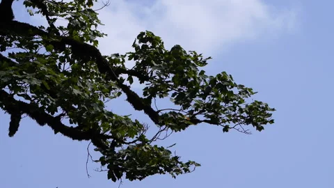 Tree Branch Shaking in the Wind Stock Footage 313347648