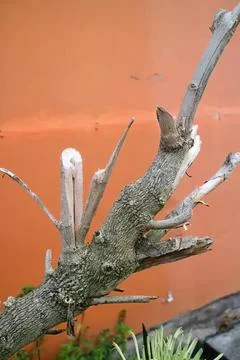 Tree branch with sharp, broken twigs on orange background Stock Photos